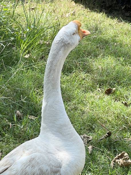 istock goose in nature garden 1455964341