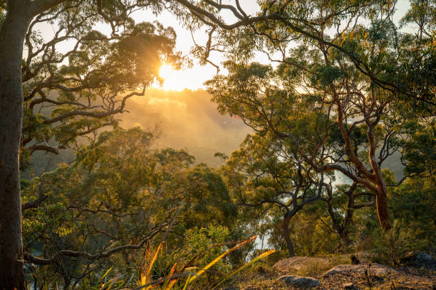 beau lever de soleil éclatant à travers les eucalyptus alors qu’il s’élève au-dessus d’une montagne à côté d’une rivière traversant une vallée profonde. - eucalyptus foret photos et images de collection