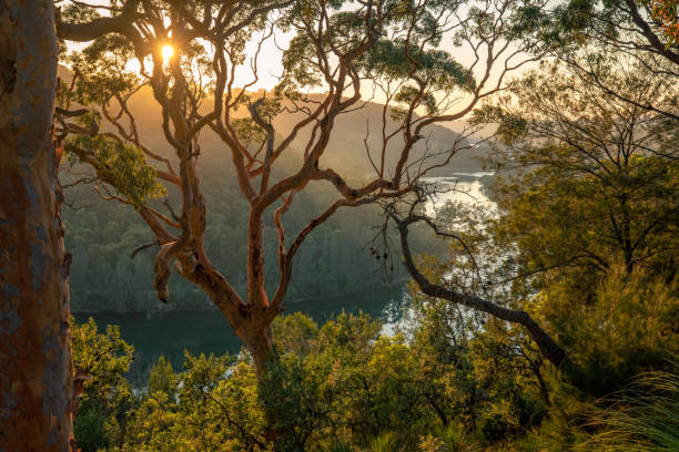 istock Beautiful sunrise bursting through the eucalyptus trees as it rises over a mountain beside a river cutting through a deep valley. 1455965141