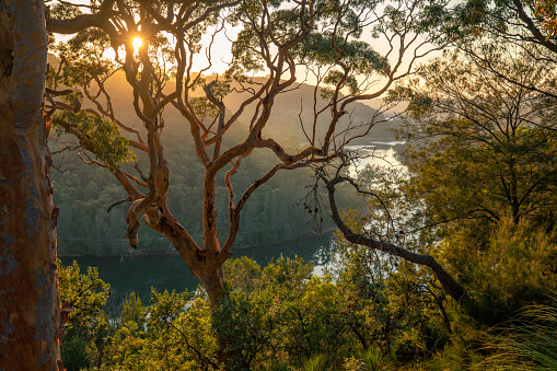 A beautiful golden sunrise bursting through the eucalyptus trees as it rises over a mountain.  A river cuts through a deep valley with early morning mist rising up the dense foliage on the sides of the mountain.