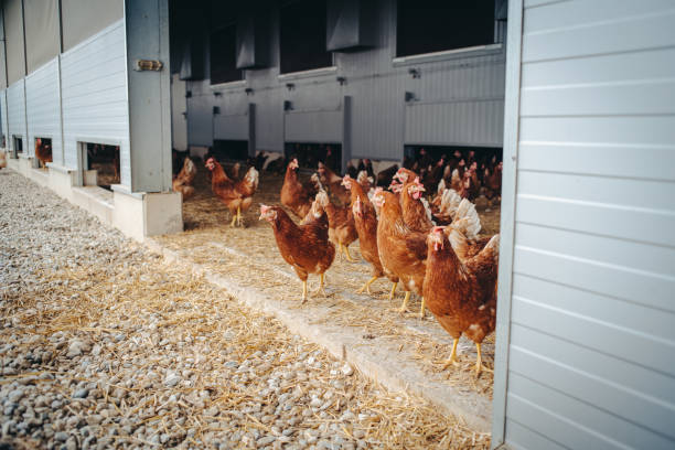 hühner auf einem bauernhof - hühnerstall stock-fotos und bilder