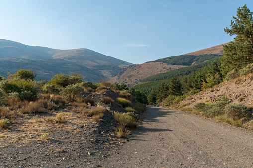 dirt road in Sierra Nevada in southern Spain, there are stones, there are pine forests and bushes, the sky is clear