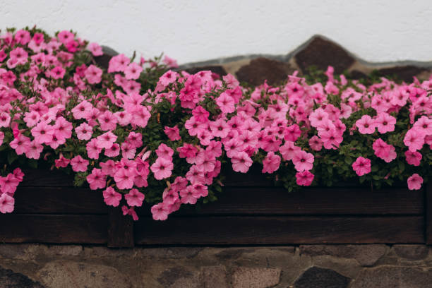 istock outdoor in a pot pink flowers close-up 1455967746