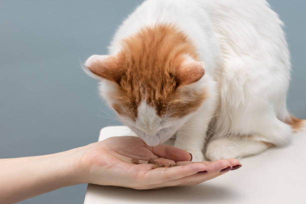 istock man feeding a domestic cat from his hand. 1455968066