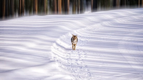 A coyote is calmly walking on the snow, along with the shadow of the woods and the morning sunlight.