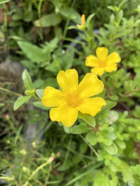 istock purslane flower in nature garden 1455972007