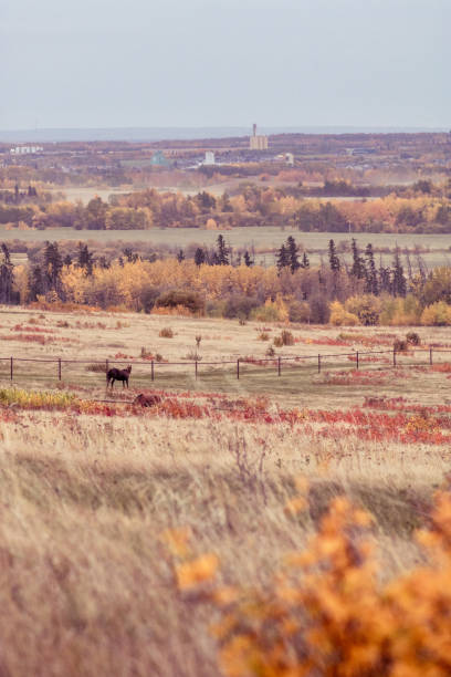 istock Closeup of an autumn field 1455974002