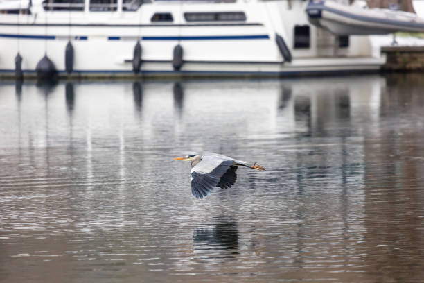 UK, Marlow, December 2022: Heron flies close to the water, River Thames