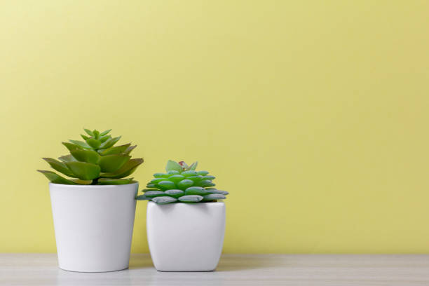 istock Indoor artificial plants, various succulents in pots. Succulents in white mini-pots. Ideas for home decoration.Copy space . 1455976389