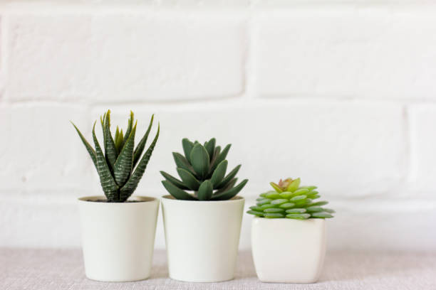 istock Indoor artificial plants, various succulents in pots. Succulents in white mini-pots. Ideas for home decoration.Copy space. 1455976678