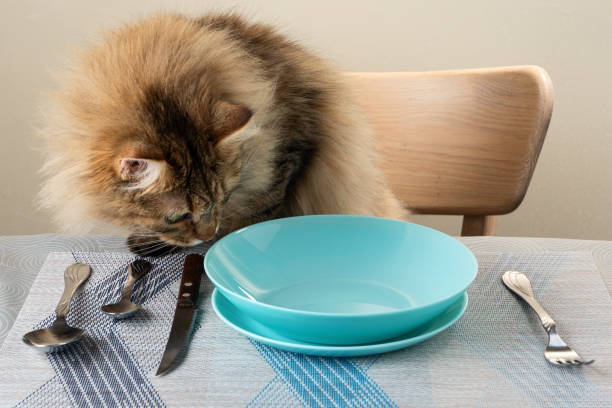 istock sit at the table, dinner, lunch, meal, empty, tableware, man, empty, waiting, animal, pets, domestic cat, cute, table, kitten, domestic animals, food, feline, indoors, bowl, whisker, young animal, 1455977094