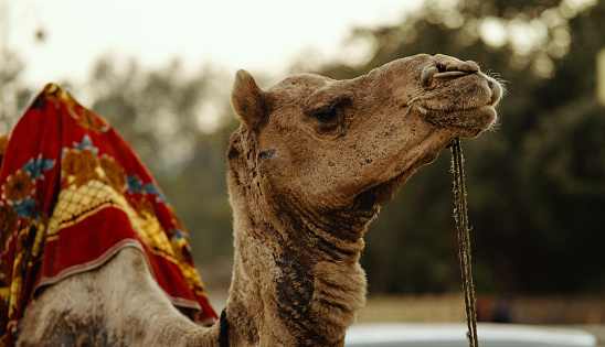 Camel dressed at jal mehal to attract people for camel ride.