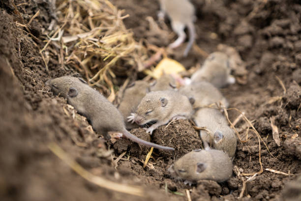 istock Nest of wild field mice 1455977292