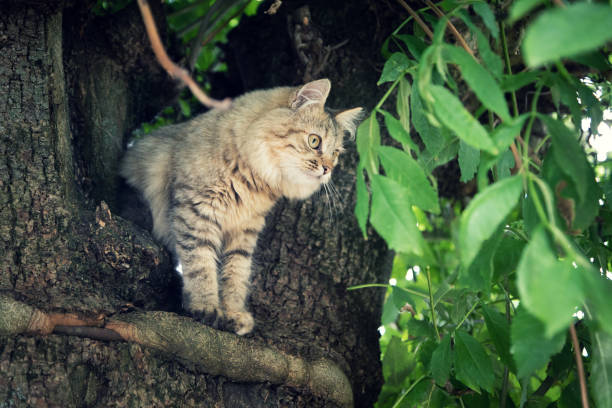 istock The cat climbed a tree and looks down 1455977424