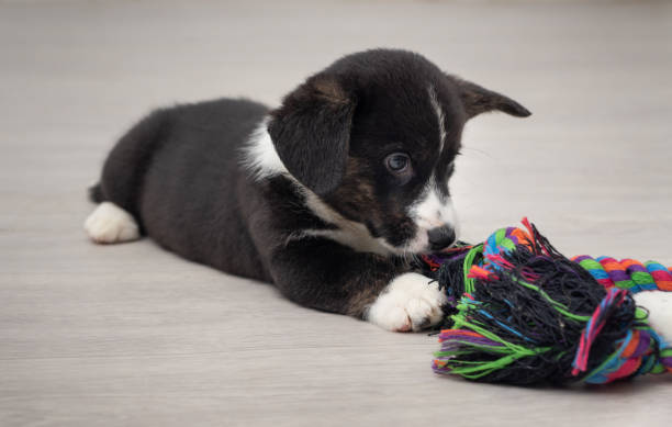 istock black and white corgi puppy playing 1455978065