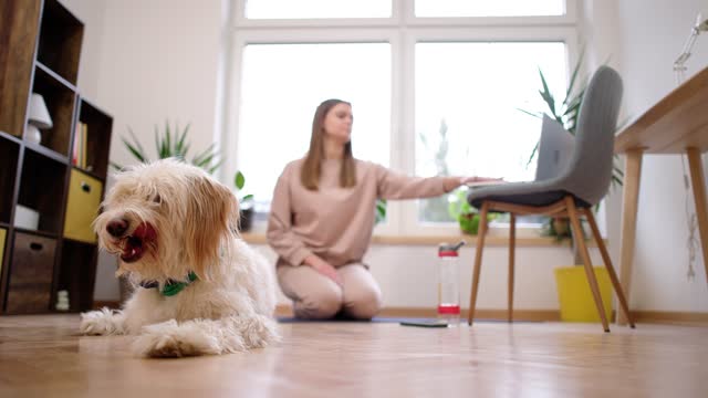 Dog lying on the floor, while young woman practise yoga at home