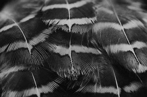 Feather. Bird feathers. Black and white image.