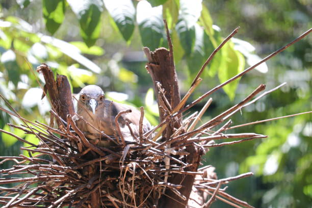 istock A bird is staying at its home in the zoo 1455979209
