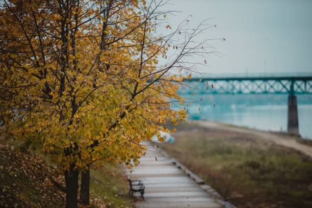 istock Natural view of autumnal leaves on tree branches against a blurred background 1455980422