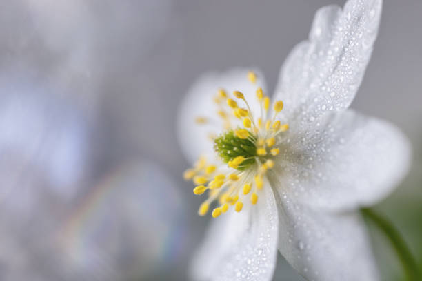 Anemone flowers. genus of flowering plants in the buttercup family Ranunculaceae.