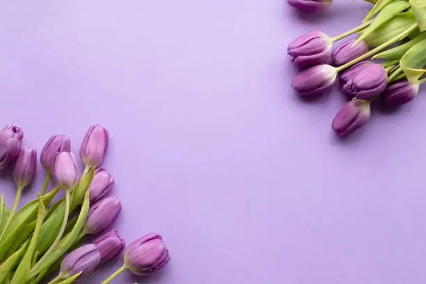 Spring fresh tulips on violet background for mother's day, valentine, easter holidays postcard invitation.Copy space.Top view photo.