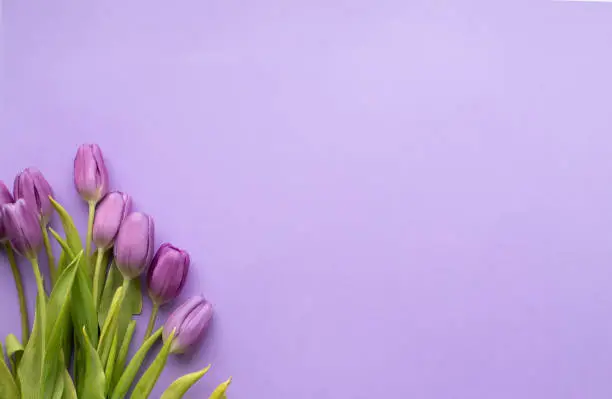 Spring fresh tulips on violet background for mother's day, valentine, easter holidays postcard invitation.Copy space.Top view photo.
