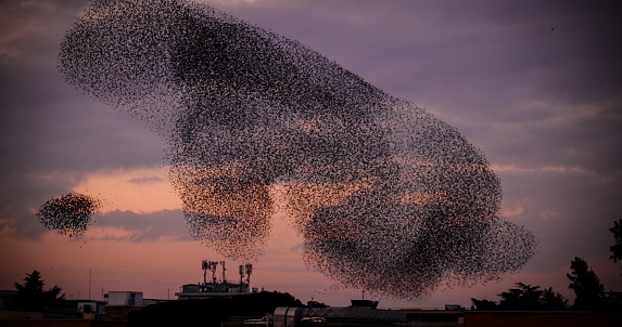 Flock of starlings in the sky of Rome, dance and make wonderful shapes. Strength through unity concept
