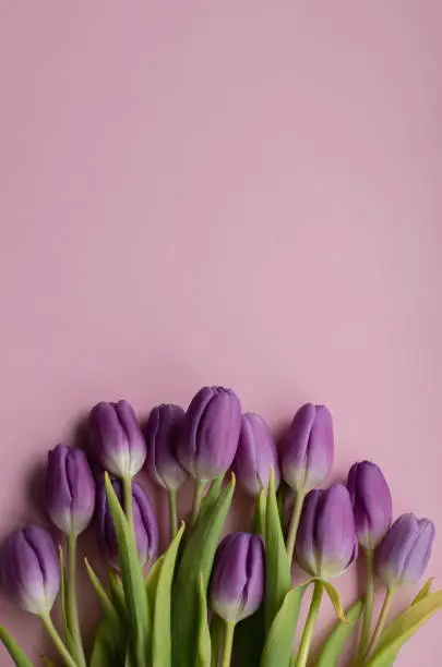 Spring fresh tulips on rose background for mother's day, valentine, easter holidays postcard invitation.Copy space.Top view photo.Vertical photo.