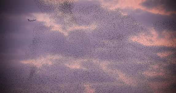 Flock of starlings in the sky of Rome, dance and make wonderful shapes. An airplane is flying over, showing bird strike danger