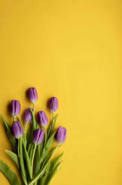 Spring fresh tulips on yellow background for mother's day, valentine, easter holidays postcard invitation.Copy space.Top view photo.