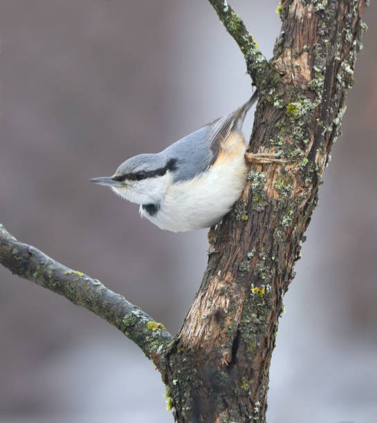 Nuthatch perching on a small tree in my back yard.