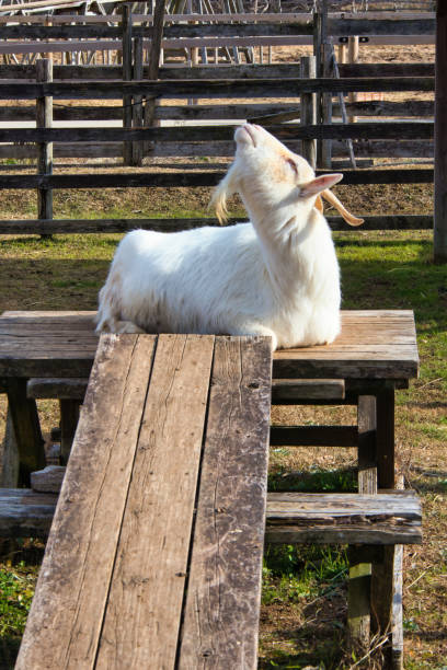 istock A cute goat kept in a fence on a ranch 1455981643
