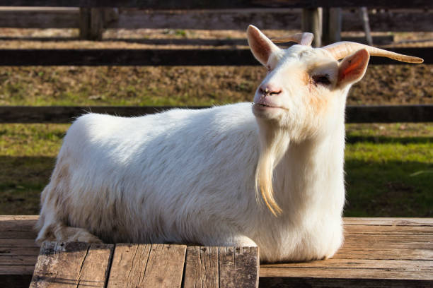 istock A cute goat kept in a fence on a ranch 1455981679