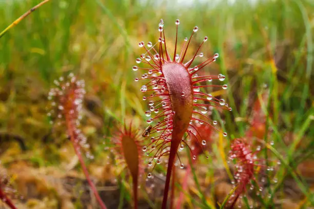 One of the plants of wet moorland, moist streambanks and boggy places, the Sundew is an insectivorous plant which derives its nourishment by trapping flies and then digesting them.  Oblong-leaved Sundew is less common than Round-leaved Sundew but is similar in having hairs covering its leaves, each hair ending in a sticky blob which glues the insect to the leaf irrevocably.