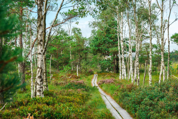 Walkway among birch trees in a wetland