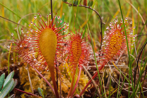 One of the plants of wet moorland, moist streambanks and boggy places, the Sundew is an insectivorous plant which derives its nourishment by trapping flies and then digesting them.  Oblong-leaved Sundew is less common than Round-leaved Sundew but is similar in having hairs covering its leaves, each hair ending in a sticky blob which glues the insect to the leaf irrevocably.