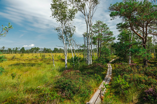 Walkway among birch trees in a wetland
