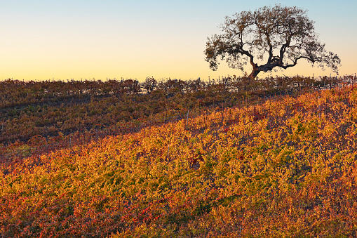 autumn vineyard landscape at sunset (Santa Barbara county, California).