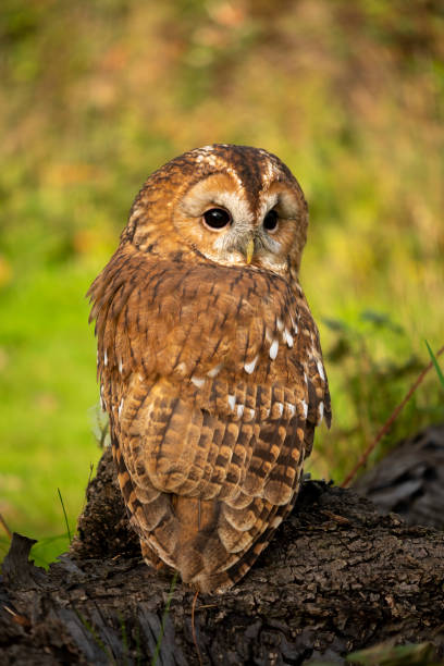 istock Tawny owl resting in natural setting in soft sunlight 1455983547