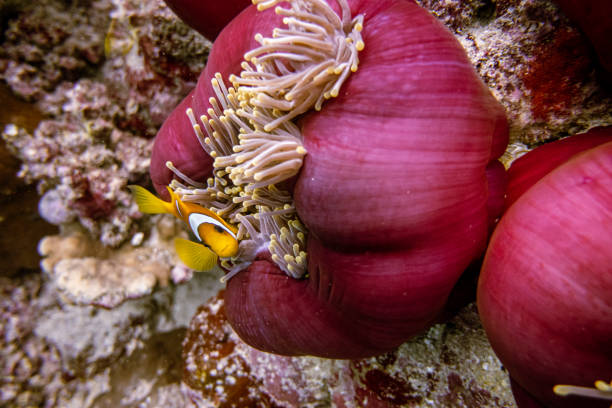 Clown fish in closed sea anemone in red sea in saudi arabia