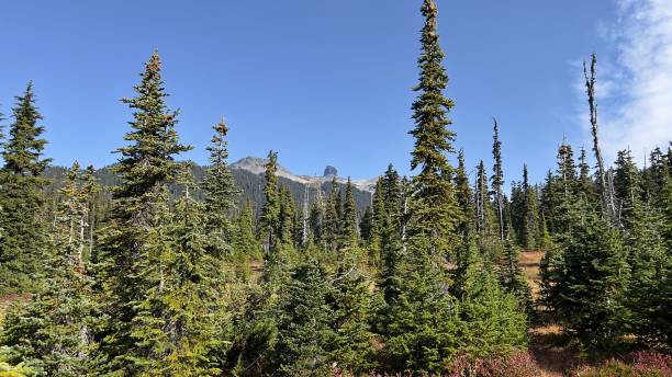 istock Garibaldi Lake Area - Garibaldi Provincial Park, BC, Canada 1455984687