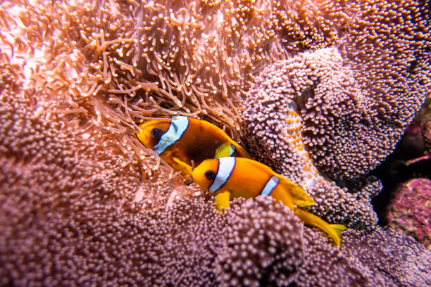 istock Clown fish in sea anemone 1455984727