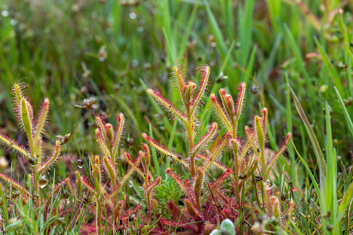 The picture shows some specimens of the carnivorous plant Drosera cistiflora from the Sundew Family.