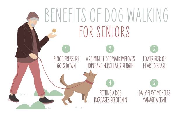 ilustraciones, imágenes clip art, dibujos animados e iconos de stock de anciano paseando a un perro. actividad para personas mayores. - couple walking old middle