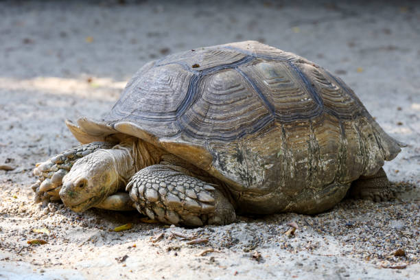 istock The big Sulcata tortoise is walking 1455985417