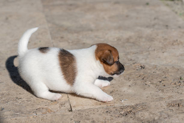 istock Cucciolo Jack Russell Terrier 1455985484