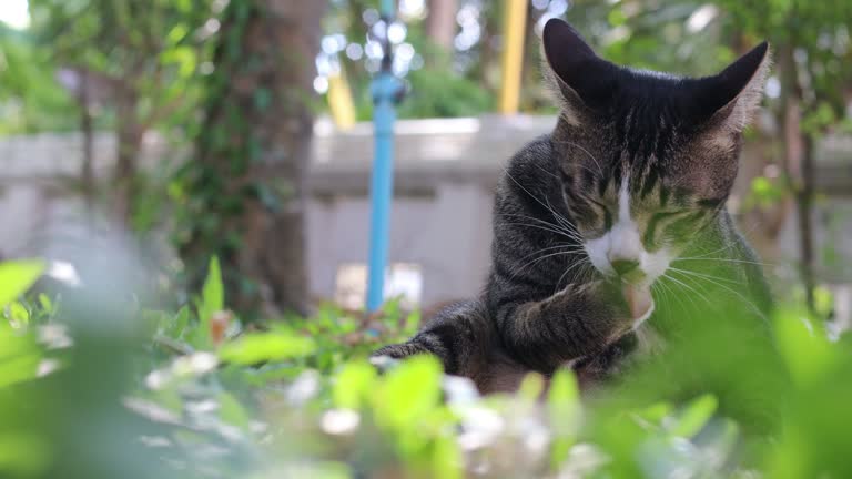 Black and white striped Thai cat sitting, licking and scratching himself on the leafy ground in the lush backyard.