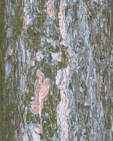 Realistic vector illustration of a pine bark close-up. Texture of Pinus strobus or Weymouth pine trunk. Background from living wood. Skin of the forest nature.
