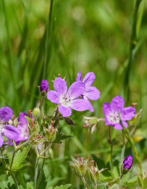 istock Close up of purple flowering plants during spring 1455986705