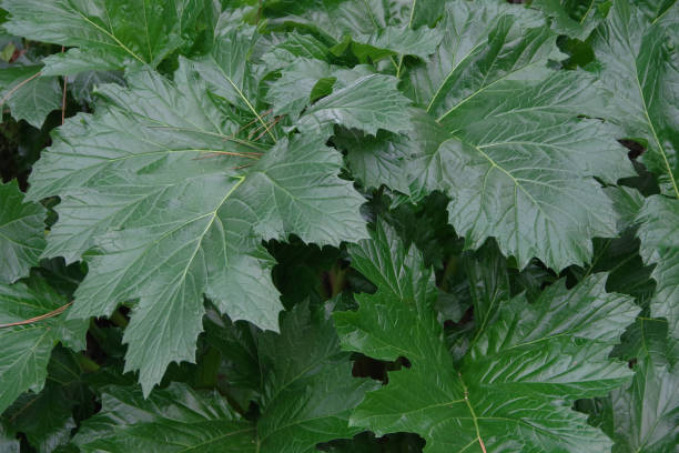 acanthus mollis bear's breeches - 5943 imagens e fotografias de stock